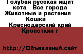 Голубая русская ищит кота - Все города Животные и растения » Кошки   . Краснодарский край,Кропоткин г.
